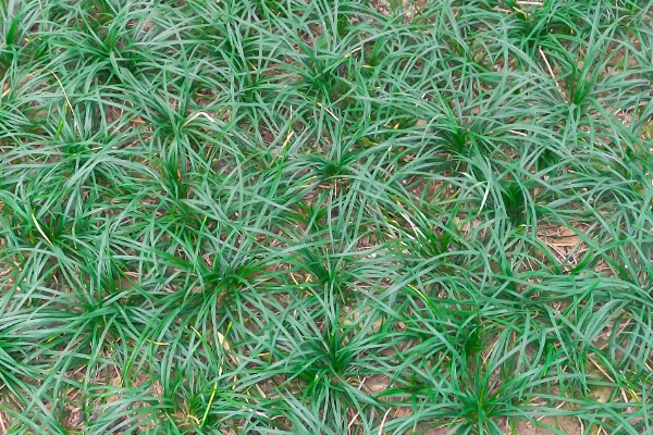 麦冬的常见病虫害与防治方法，常见的有黑斑病、根线虫等