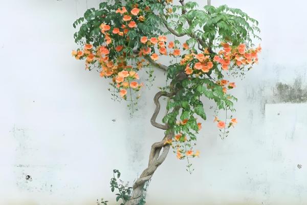 地栽凌霄花的注意事项，确保它每天晒光8-9小时