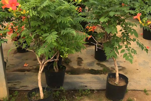 地栽凌霄花的注意事项，确保它每天晒光8-9小时