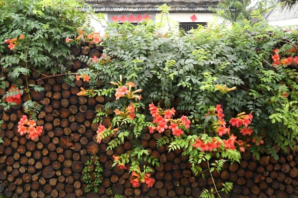 地栽凌霄花的注意事项，确保它每天晒光8-9小时