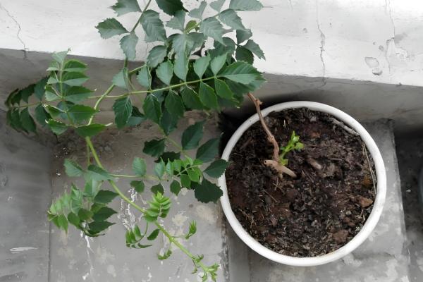 地栽凌霄花的注意事项，确保它每天晒光8-9小时