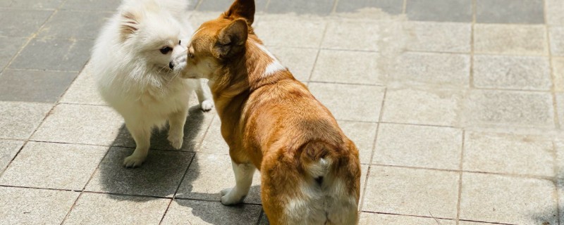 狗为什么不吃狗粮，可能是生病了没胃口