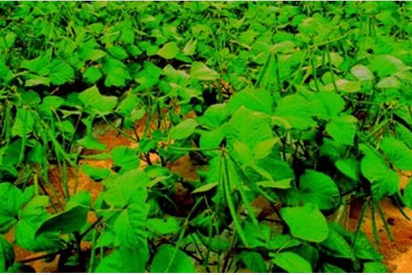 7月份能不能种植绿豆,此时种植会推迟收获时间