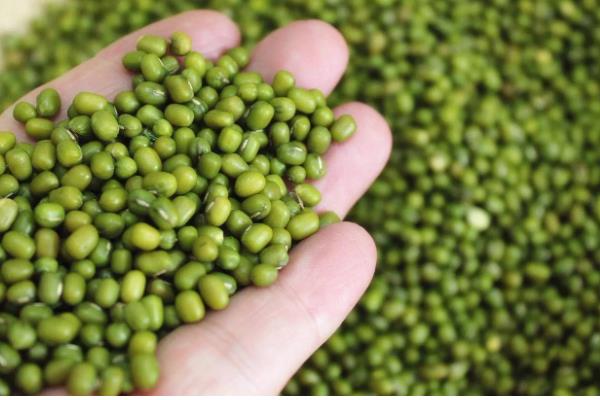 7月份能不能种植绿豆,此时种植会推迟收获时间