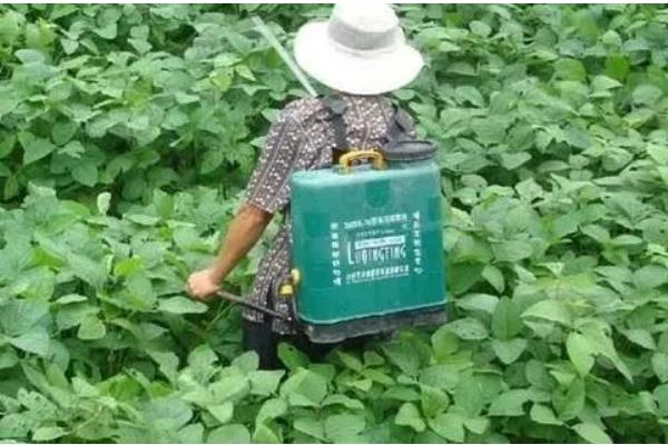 7月份能不能种植绿豆,此时种植会推迟收获时间