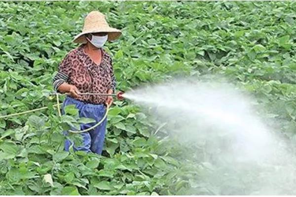7月份能不能种植绿豆,此时种植会推迟收获时间