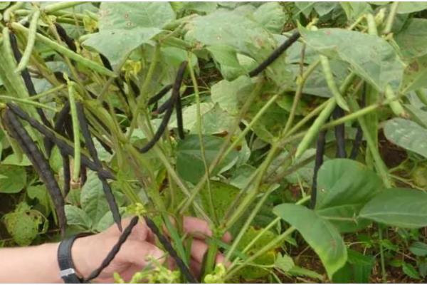 7月份能不能种植绿豆,此时种植会推迟收获时间