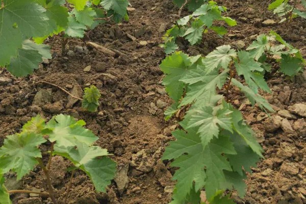 让葡萄苗快速发芽的方法，可将温度保持在15℃左右