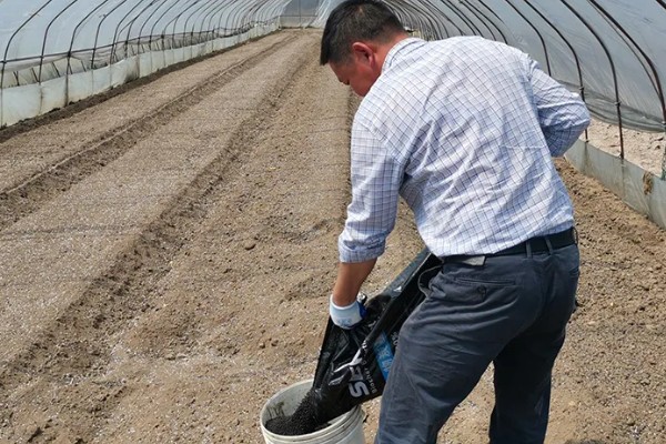 让葡萄苗快速发芽的方法，可将温度保持在15℃左右
