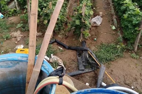 让葡萄苗快速发芽的方法，可将温度保持在15℃左右