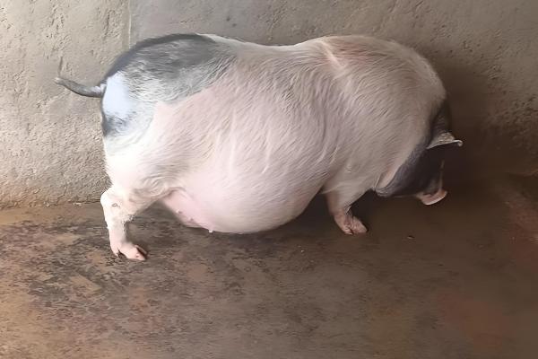 一头母猪的标准圈,在6-8平方左右