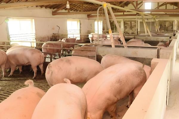 一头母猪的标准圈,在6-8平方左右