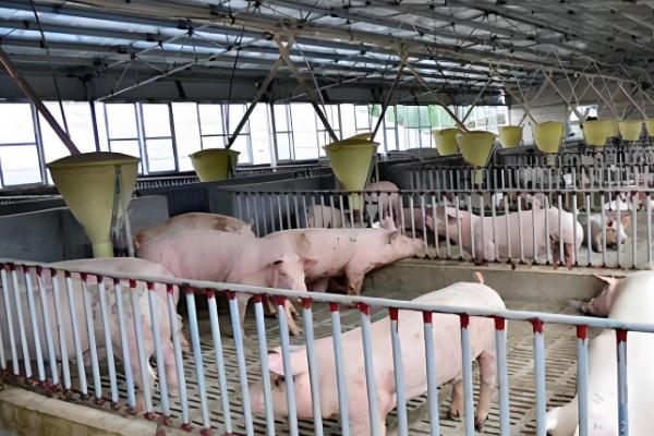 一头母猪的标准圈,在6-8平方左右