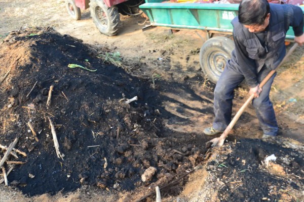 冬菠菜的施肥管理方法，尽可能少用氨态氮肥