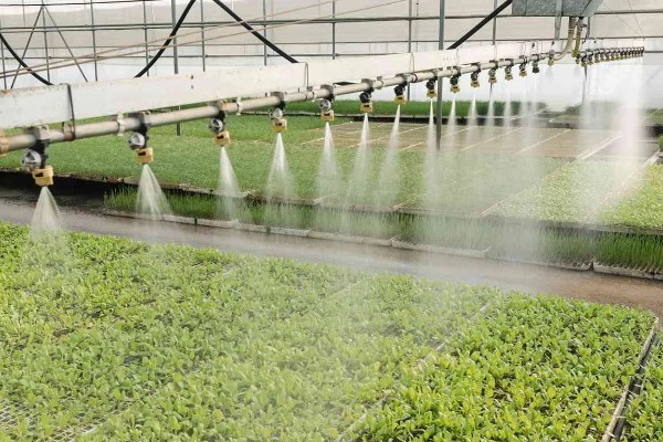 冬菠菜的施肥管理方法，尽可能少用氨态氮肥