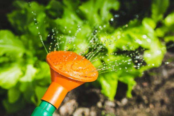 冬菠菜的施肥管理方法，尽可能少用氨态氮肥