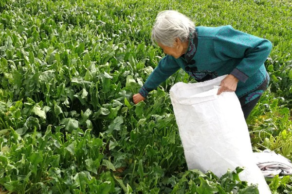 冬菠菜的施肥管理方法，尽可能少用氨态氮肥