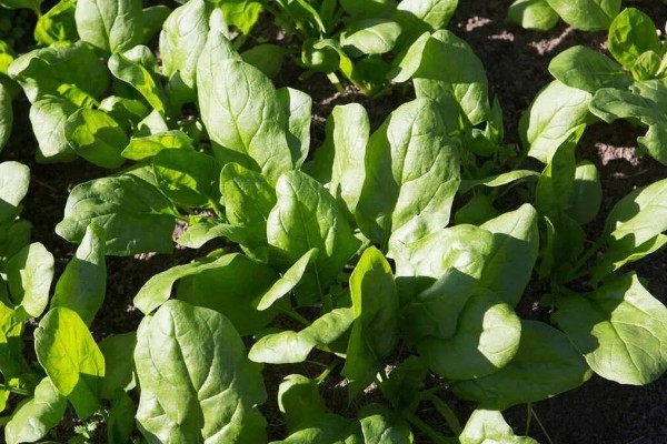 冬菠菜的施肥管理方法，尽可能少用氨态氮肥