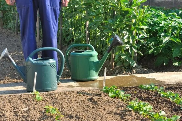 冬菠菜的施肥管理方法，尽可能少用氨态氮肥