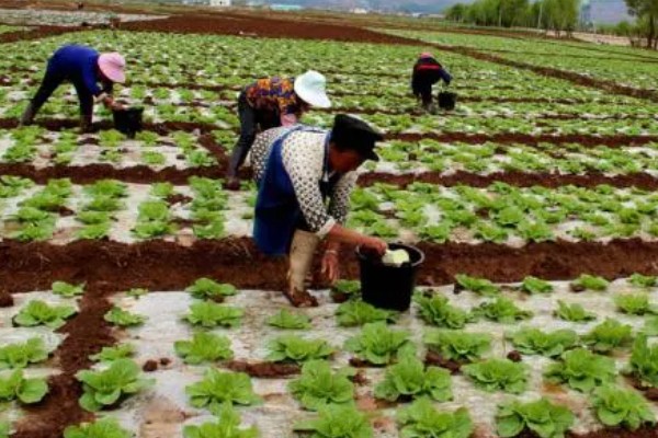冬菠菜的施肥管理方法，尽可能少用氨态氮肥