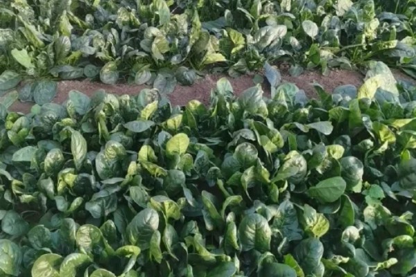 冬菠菜的施肥管理方法，尽可能少用氨态氮肥