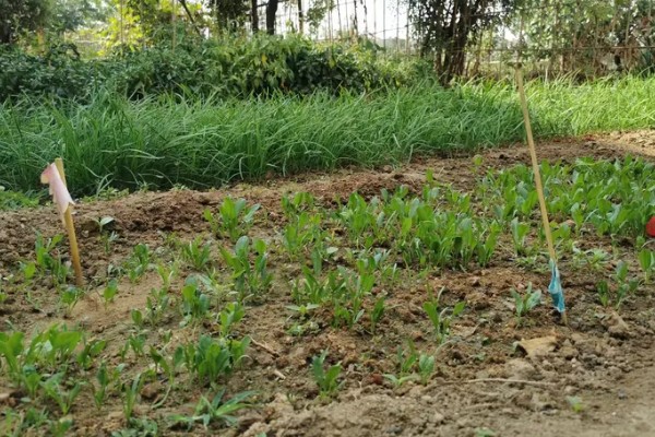 冬菠菜的施肥管理方法，尽可能少用氨态氮肥