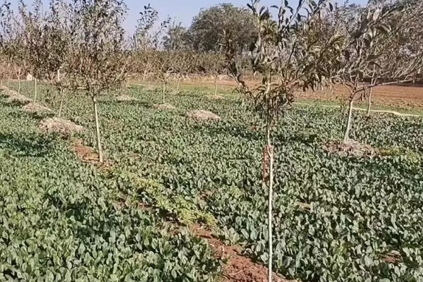 冬菠菜的施肥管理方法，尽可能少用氨态氮肥