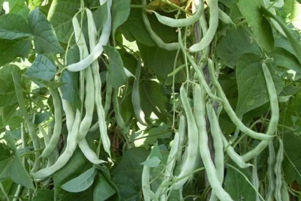芸豆的收获时间，采收时间与所处地区有关