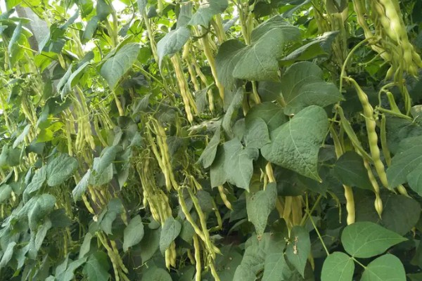 芸豆的收获时间，采收时间与所处地区有关