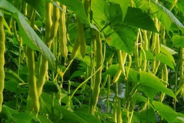 芸豆的收获时间，采收时间与所处地区有关