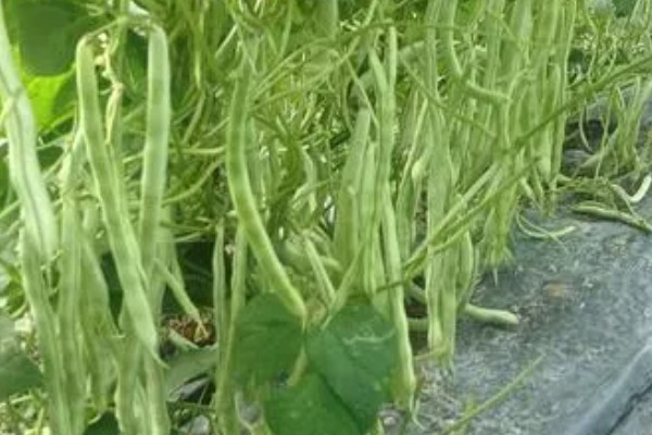 芸豆的收获时间，采收时间与所处地区有关