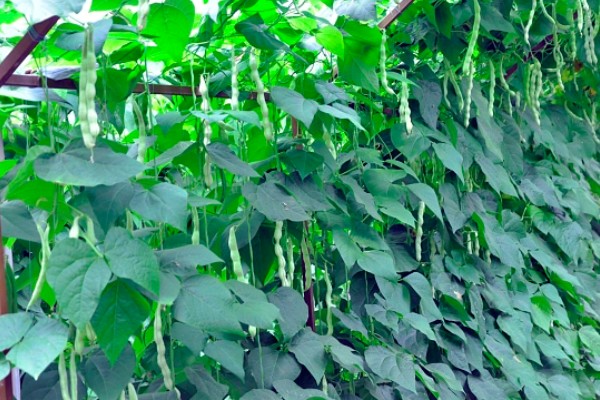 芸豆的收获时间，采收时间与所处地区有关