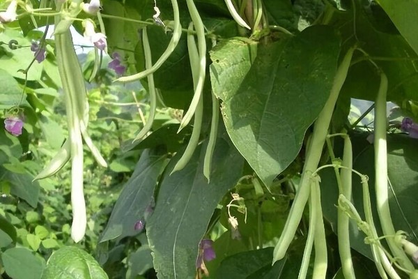 芸豆的收获时间，采收时间与所处地区有关