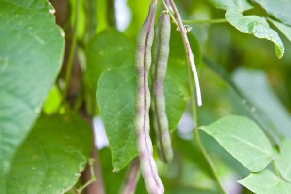 芸豆的收获时间，采收时间与所处地区有关