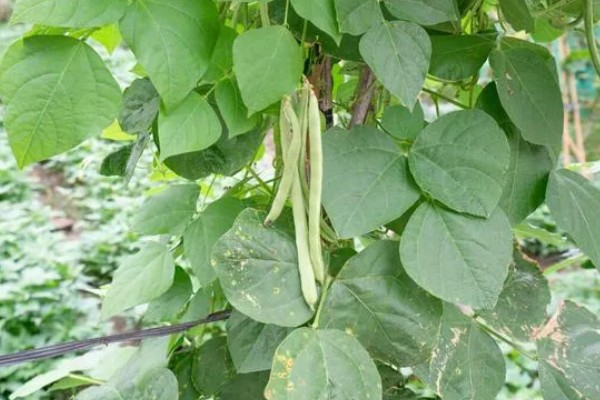 芸豆的收获时间，采收时间与所处地区有关