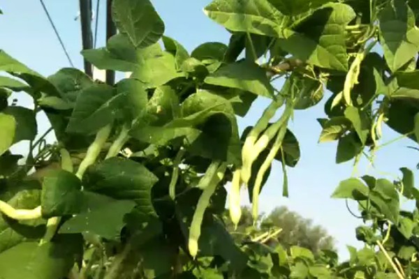 芸豆的收获时间，采收时间与所处地区有关