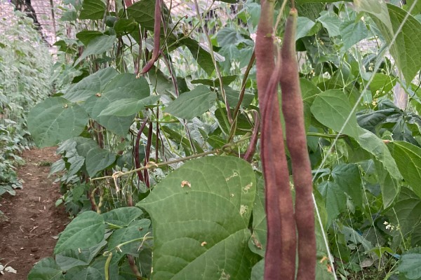 芸豆的收获时间，采收时间与所处地区有关