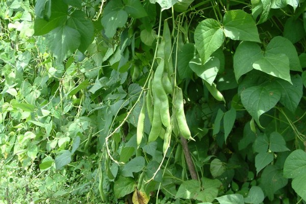 芸豆的收获时间，采收时间与所处地区有关