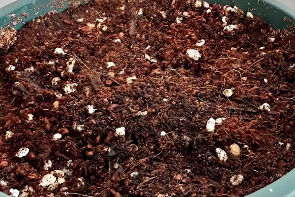 郁金香的土培方式，在9-10月份进行