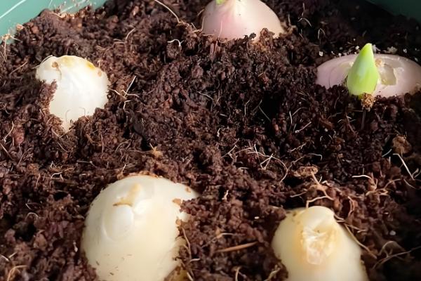 郁金香的土培方式，在9-10月份进行