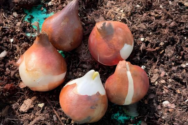 郁金香的土培方式，在9-10月份进行