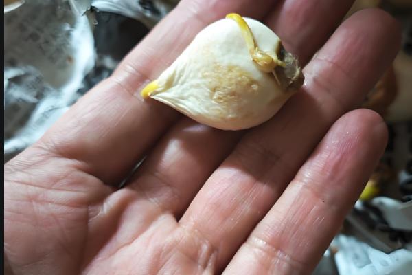 郁金香的土培方式，在9-10月份进行