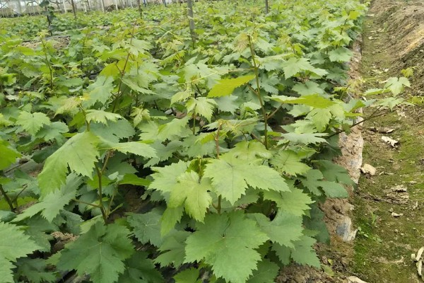 让葡萄苗快速发芽的方法，可将温度保持在15℃左右