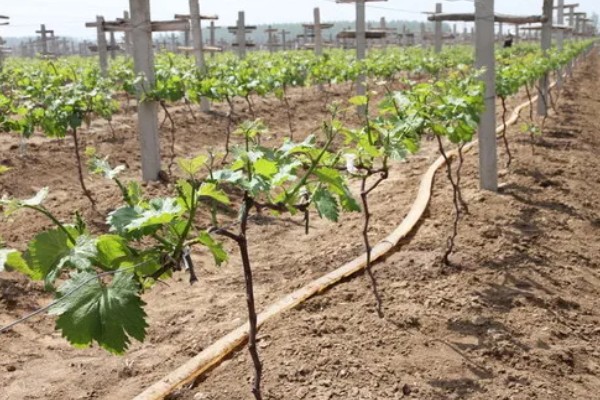 让葡萄苗快速发芽的方法，可将温度保持在15℃左右