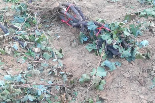 让葡萄苗快速发芽的方法，可将温度保持在15℃左右