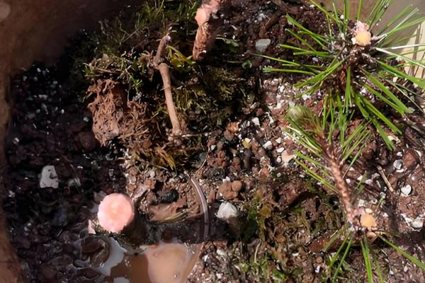 香松植物如何繁殖,可播种繁殖也可扦插繁殖