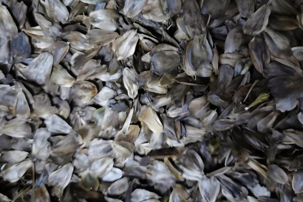 香松植物如何繁殖,可播种繁殖也可扦插繁殖