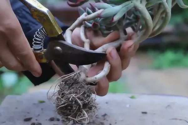 多肉僵苗怎么办，剪除烂根喷施多菌灵并换土重栽