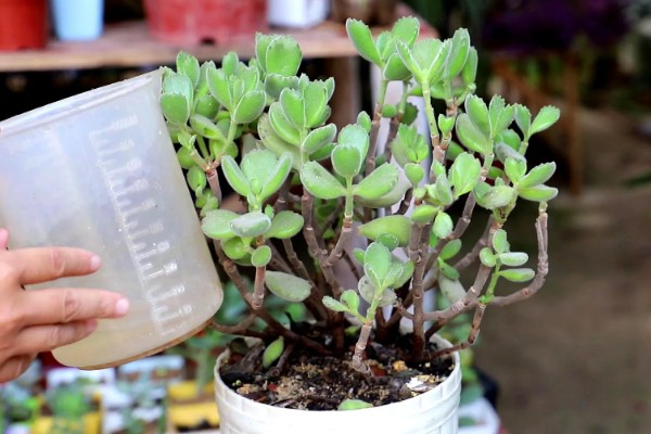 多肉僵苗怎么办，剪除烂根喷施多菌灵并换土重栽