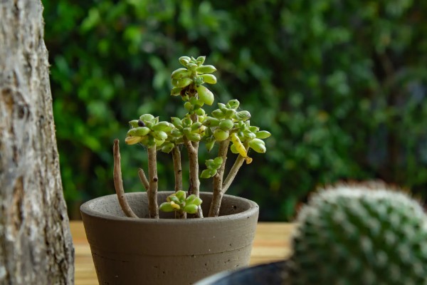 多肉僵苗怎么办，剪除烂根喷施多菌灵并换土重栽